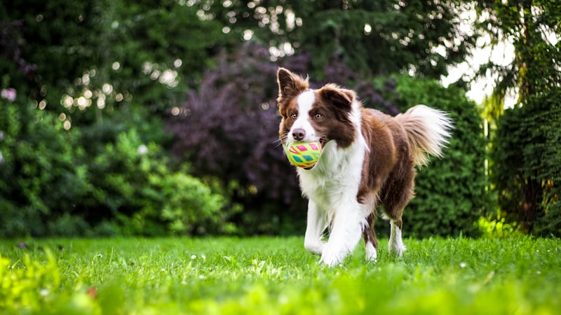 Family enjoying a clean yard with their dog